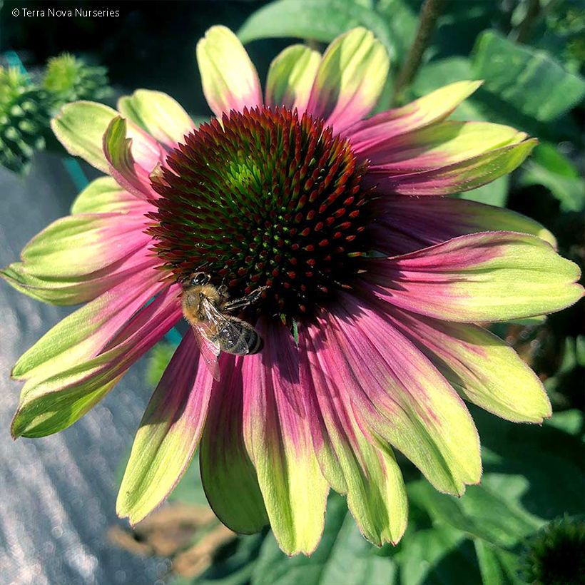 Echinacea Sweet Sandia (Floración)