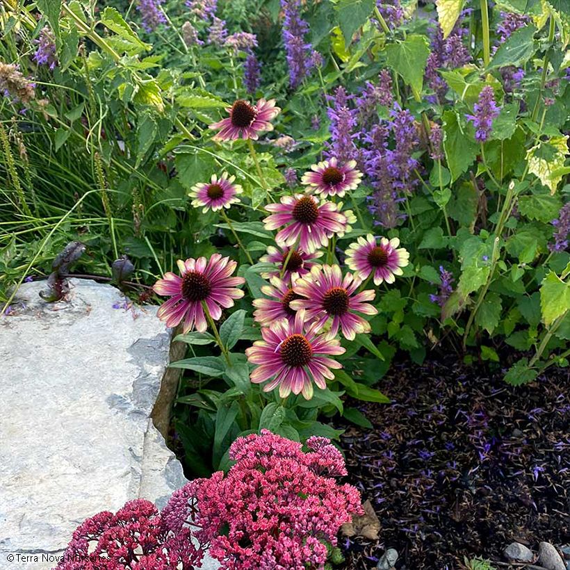 Echinacea Sweet Sandia (Porte)
