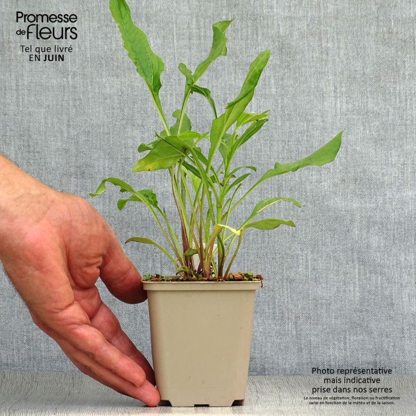 Ejemplar de Echinacea purpurea Tangerine Dream Maceta de 8/9 cm entregado en verano