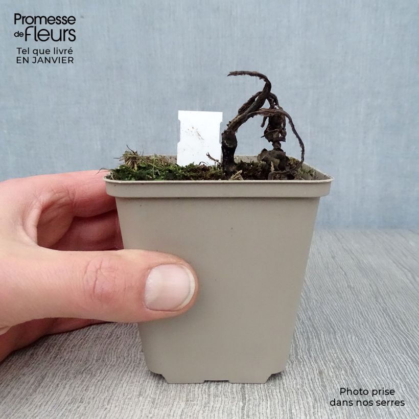 Echinacea purpurea Tangerine Dream Maceta de 8/9 cm Ejemplar entregado en invierno