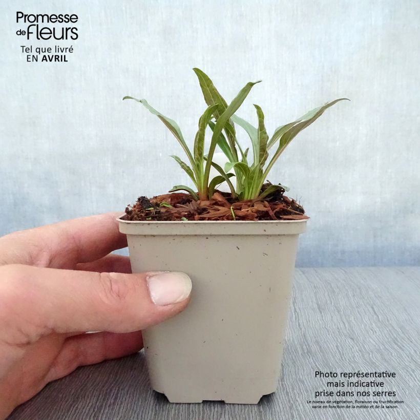 Echinacea purpurea Tangerine Dream Maceta de 8/9 cm Ejemplar entregado en la primavera