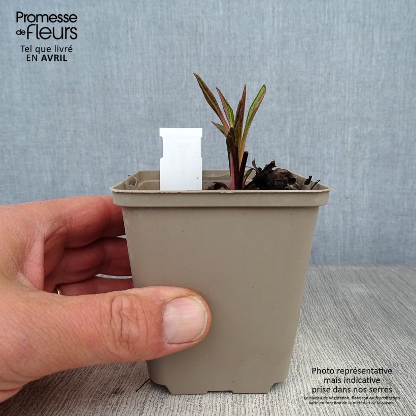 Echinacea Tiki Torch Maceta de 8/9 cm Ejemplar entregado en la primavera