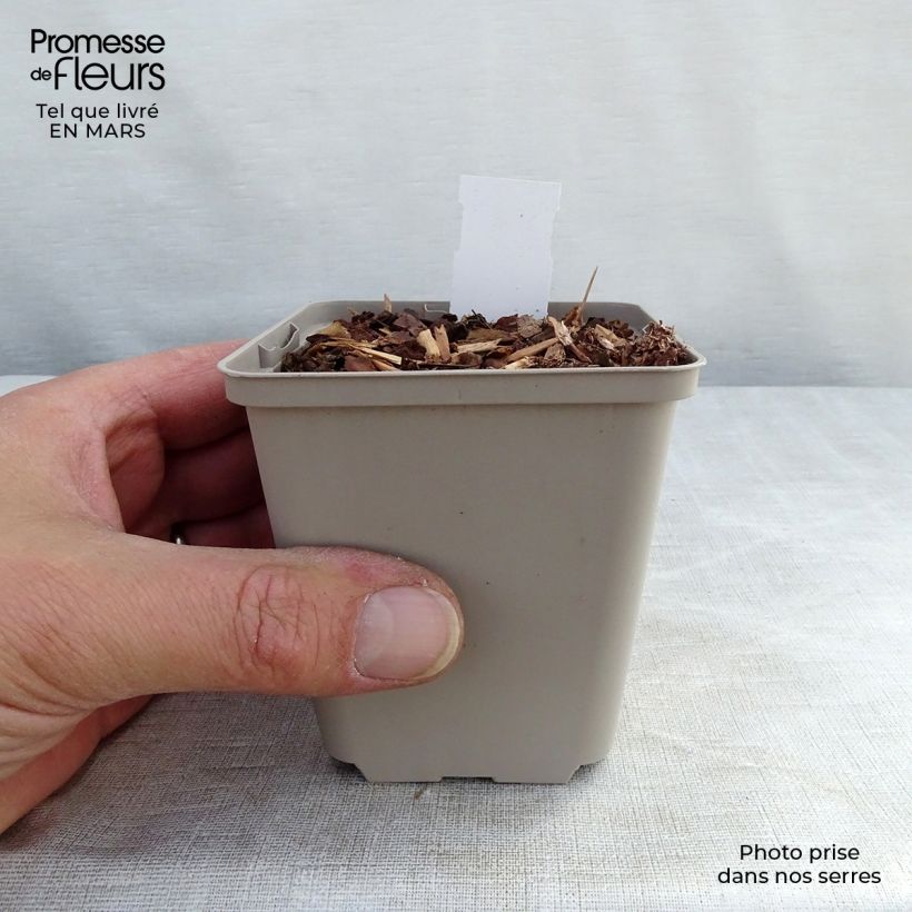 Echinacea Tiki Torch Maceta de 8/9 cm Ejemplar entregado en invierno