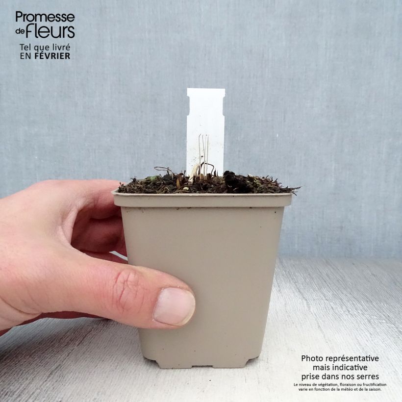 Echinacea purpurea Tomato Soup Maceta de 8/9 cm Ejemplar entregado en invierno