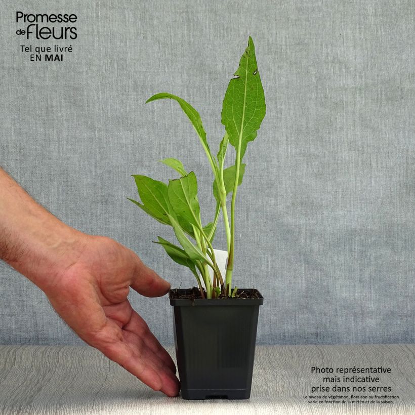Echinacea purpurea Tomato Soup Maceta de 8/9 cm Ejemplar entregado en la primavera