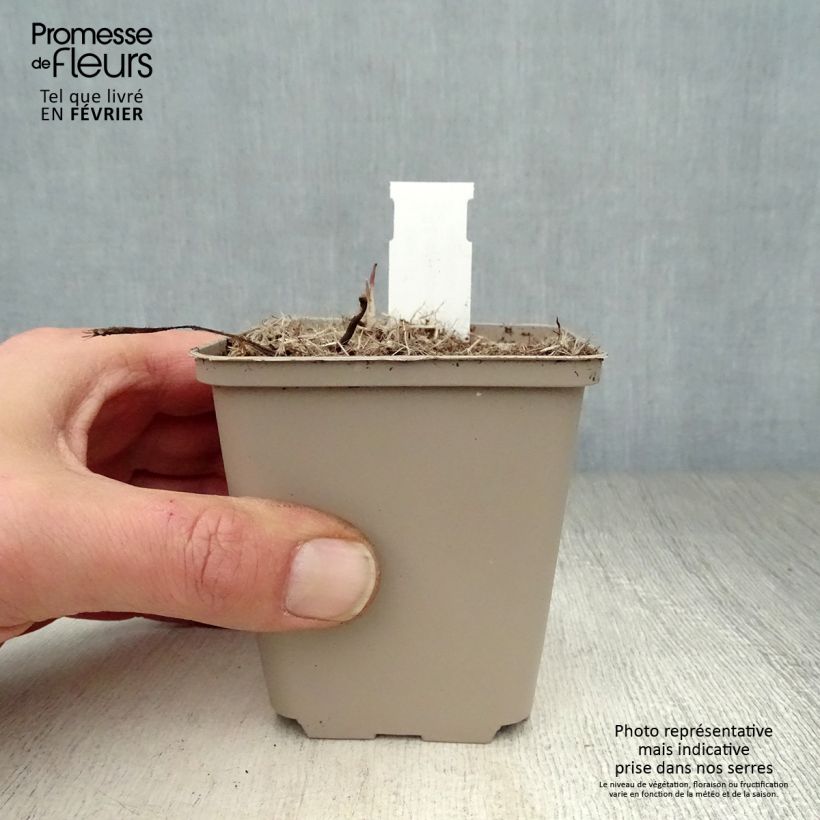 Equinácea de hoja estrecha - Echinacea angustifolia Maceta de 8/9 cm Ejemplar entregado en invierno