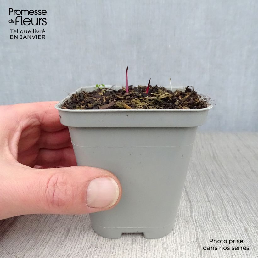 Echinacea pallida - Equinácea pálida Maceta de 8/9 cm Ejemplar entregado en invierno