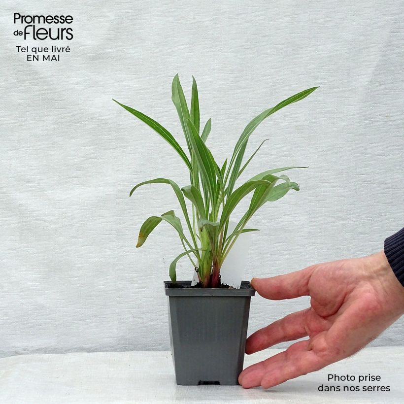 Echinacea pallida - Equinácea pálida Maceta de 8/9 cm Ejemplar entregado en la primavera