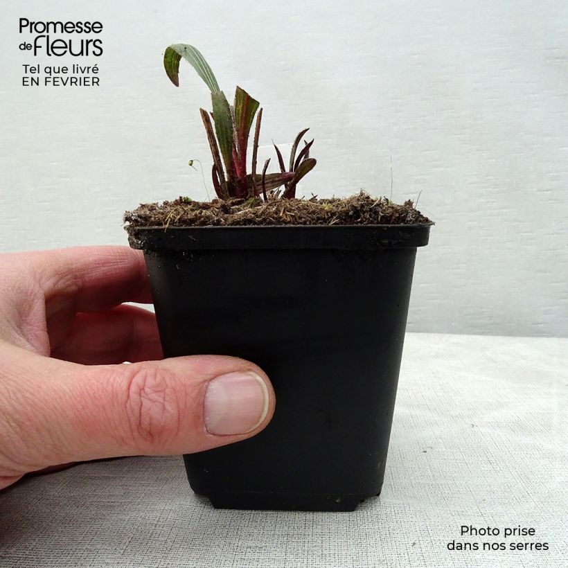 Echinacea pallida Hula Dancer Maceta de 8/9 cm Ejemplar entregado en invierno