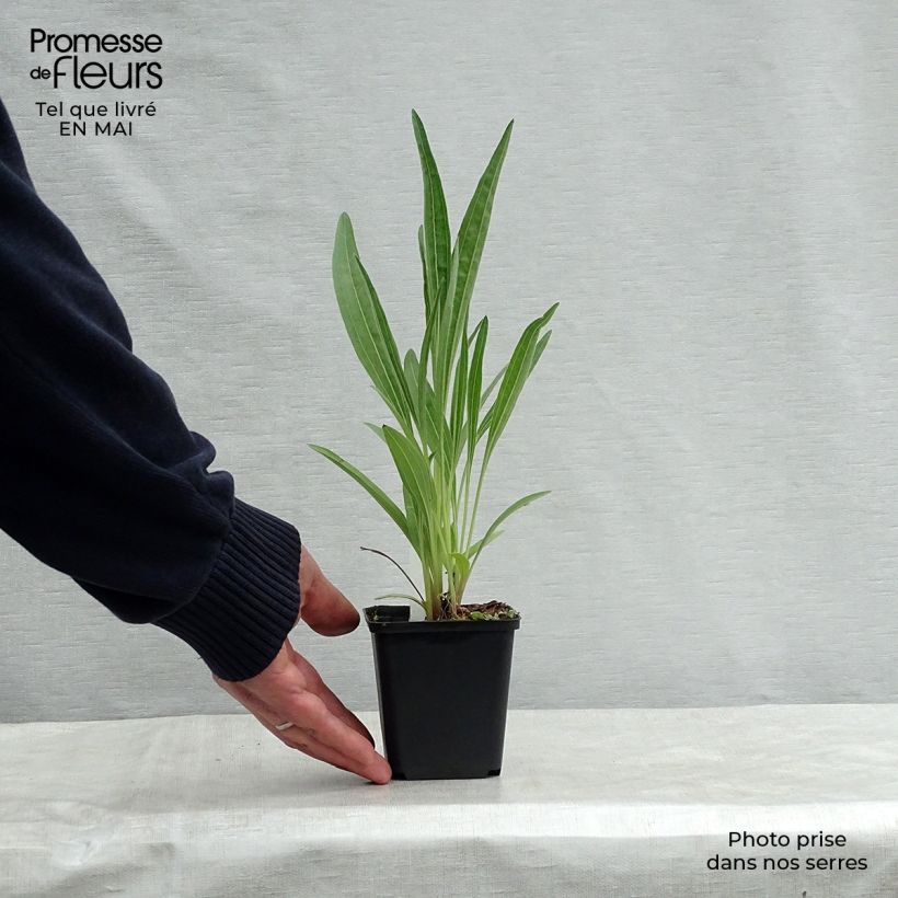 Echinacea pallida Hula Dancer Maceta de 8/9 cm Ejemplar entregado en la primavera