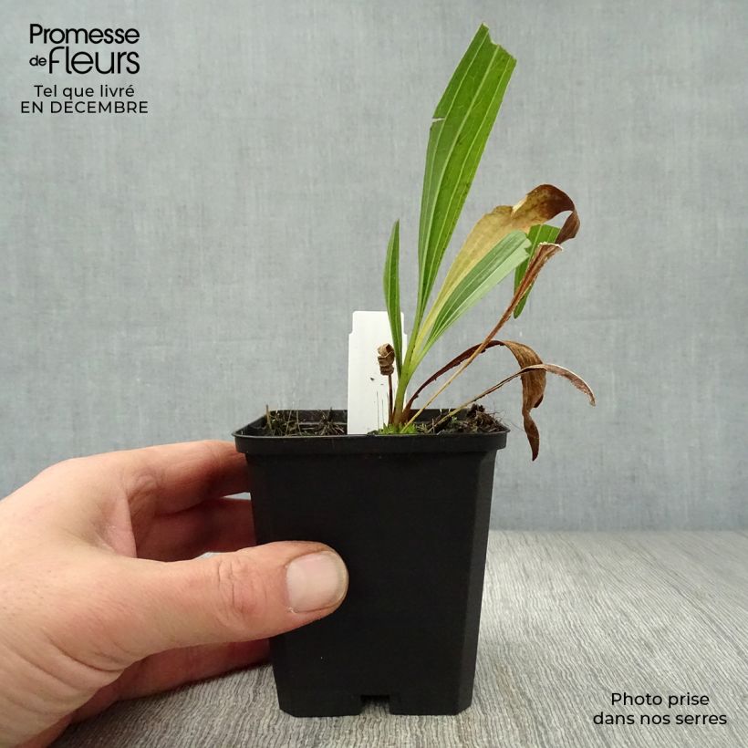 Echinacea paradoxa - Equinácea paradójica Maceta de 8/9 cm Ejemplar entregado en invierno