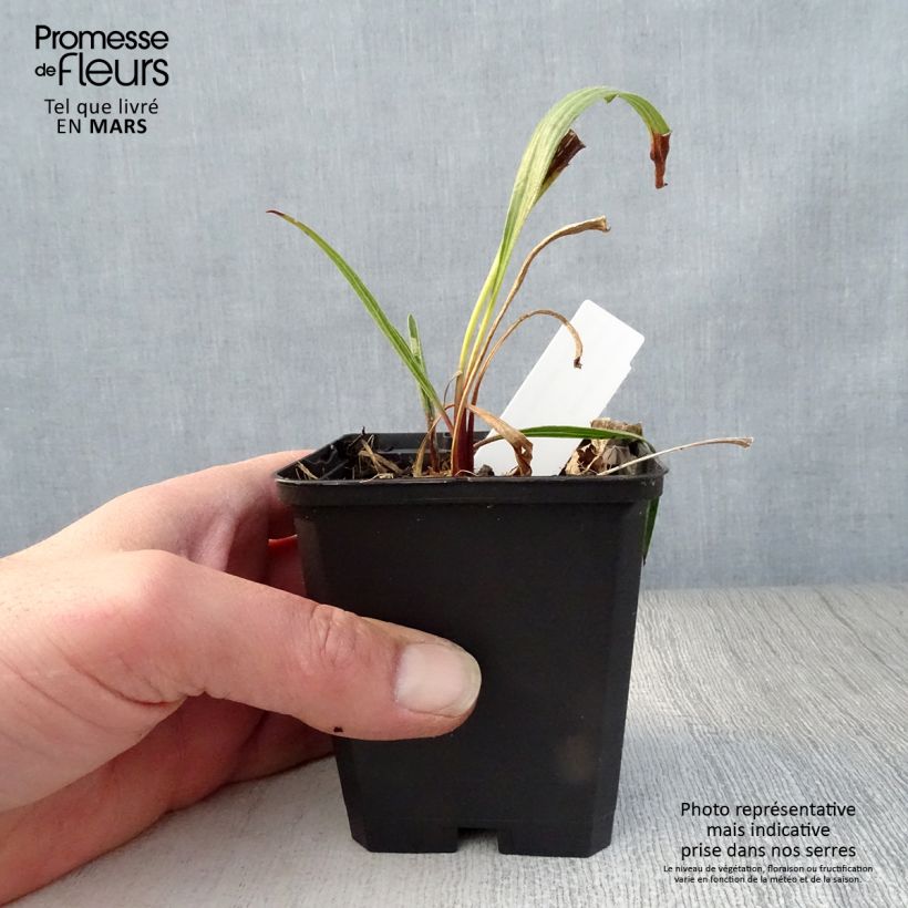 Echinacea paradoxa - Equinácea paradójica Maceta de 8/9 cm Ejemplar entregado en la primavera