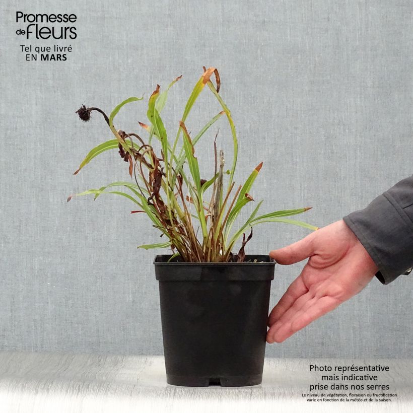 Echinacea paradoxa - Equinácea paradójica Maceta 2L/3L Ejemplar entregado en la primavera