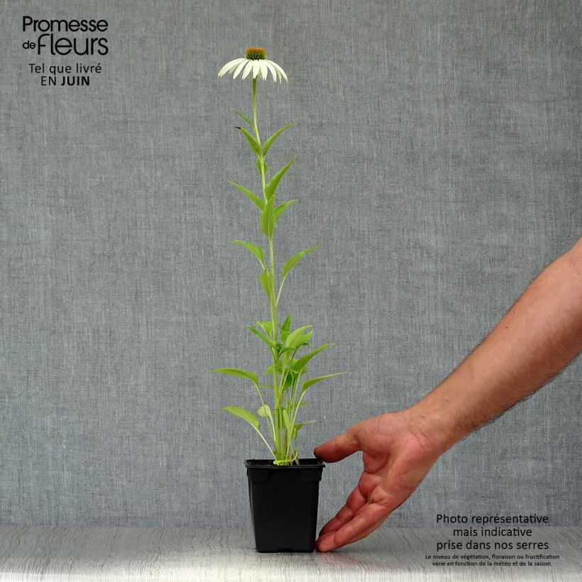 Ejemplar de Echinacea purpurea Alba Maceta de 7/8 cm entregado en verano