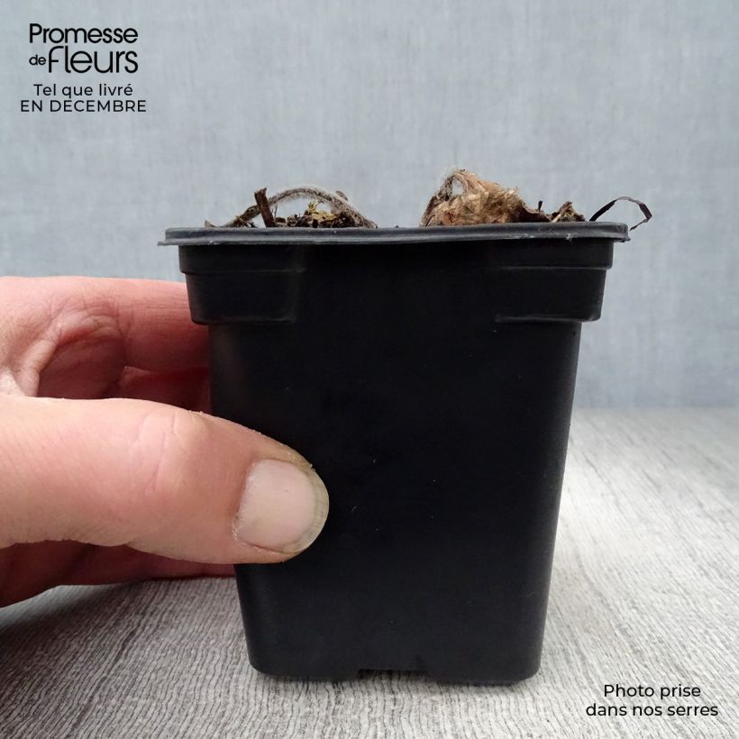 Echinacea purpurea Alba Maceta de 7/8 cm Ejemplar entregado en invierno