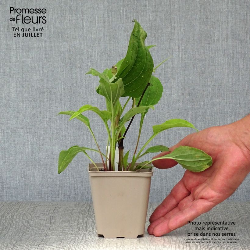 Ejemplar de Echinacea purpurea Double Decker Maceta de 8/9 cm entregado en verano