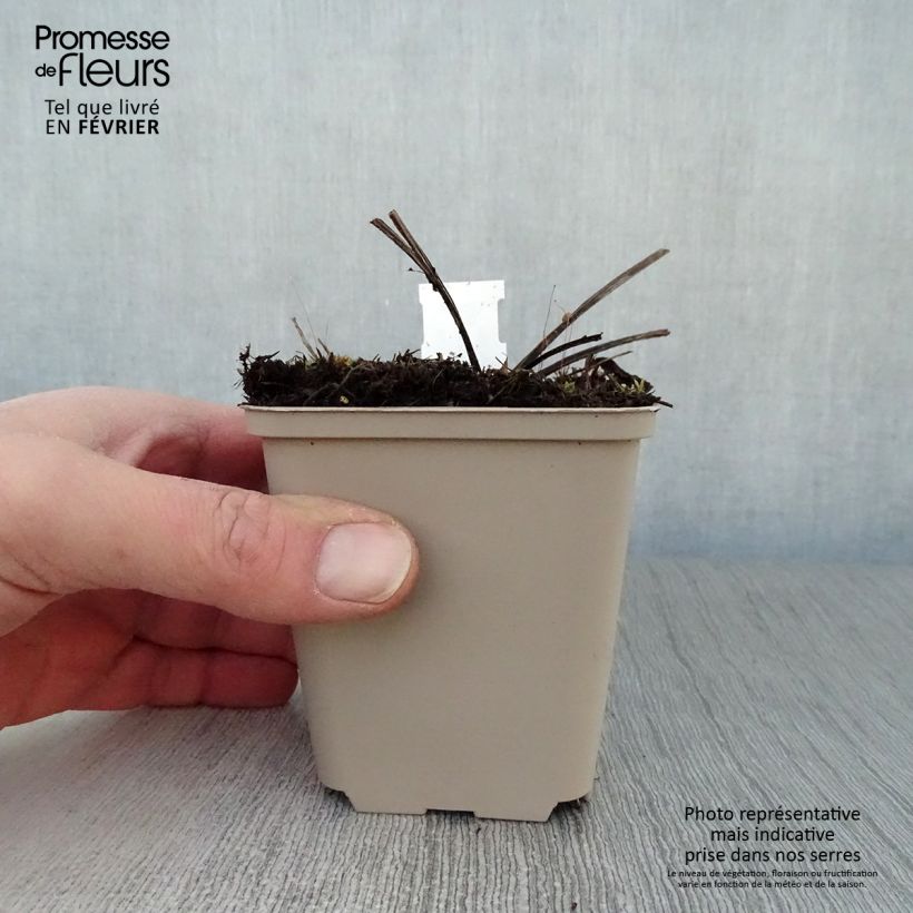 Echinacea purpurea Double Decker Maceta de 8/9 cm Ejemplar entregado en invierno