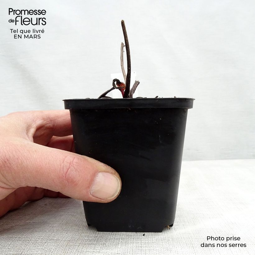 Echinacea purpurea Double Decker Maceta de 8/9 cm Ejemplar entregado en la primavera