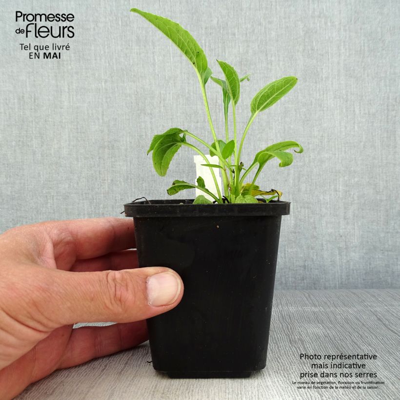 Echinacea purpurea Espinoso Yellow Maceta de 8/9 cm Ejemplar entregado en la primavera