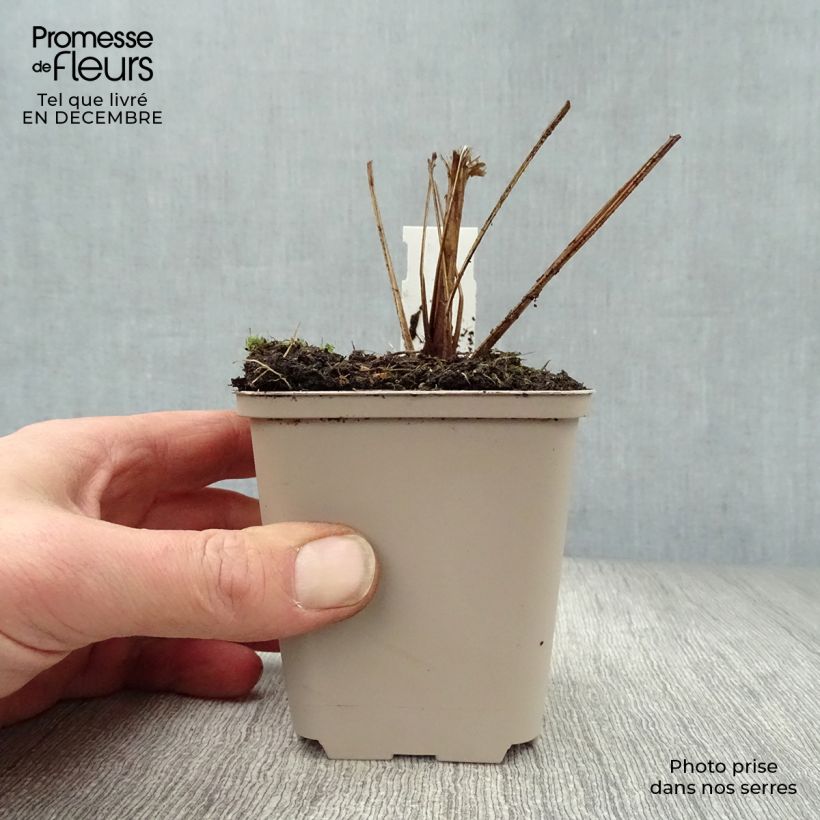 Echinacea purpurea Funky Yellow Maceta de 8/9 cm Ejemplar entregado en invierno