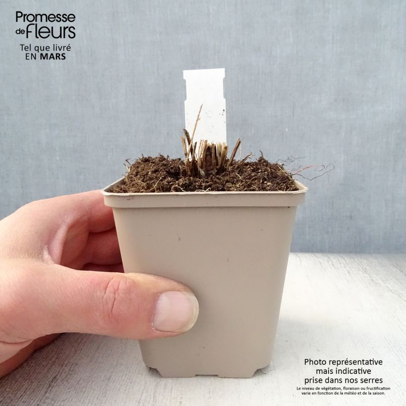 Echinacea purpurea Funky Yellow Maceta de 8/9 cm Ejemplar entregado en la primavera