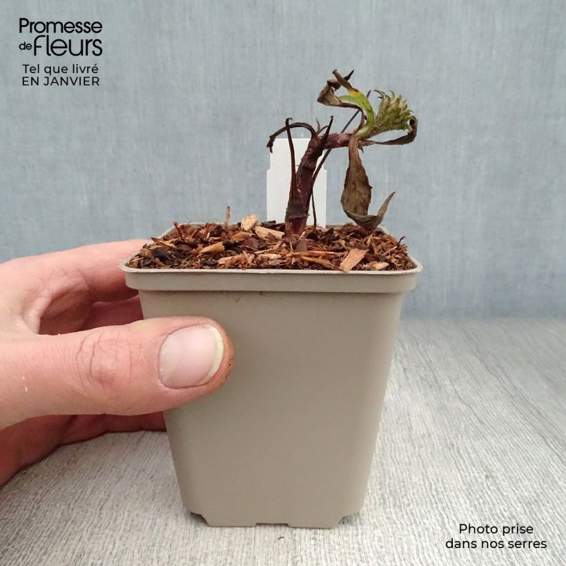 Echinacea purpurea Irresistible Maceta de 8/9 cm Ejemplar entregado en invierno