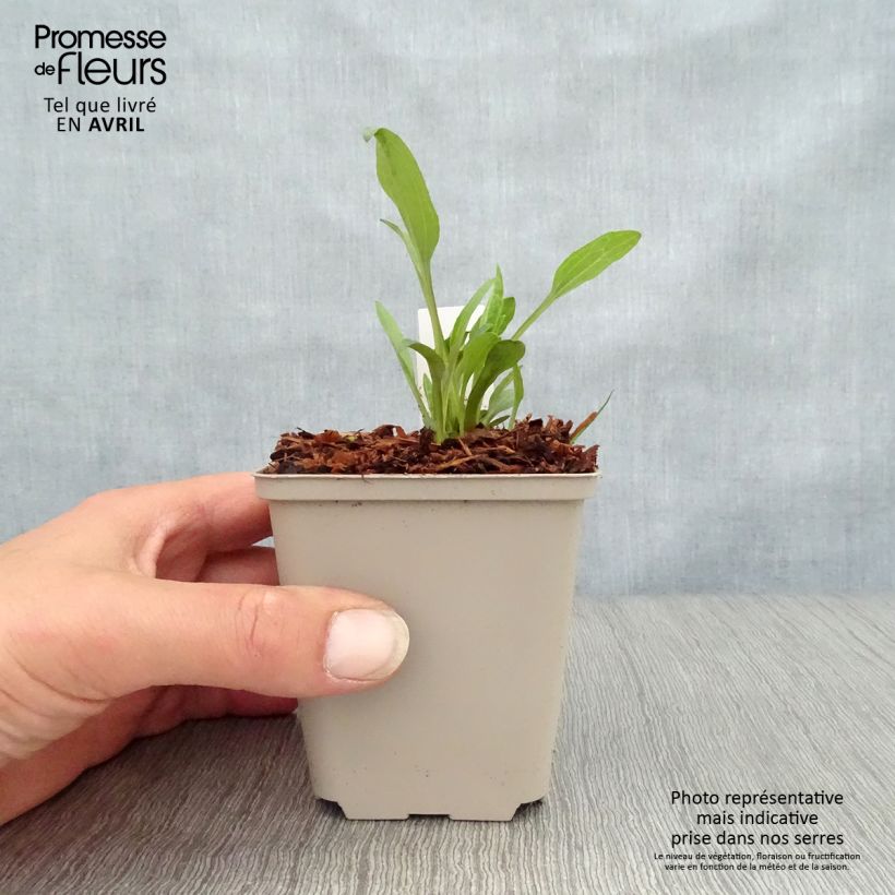 Echinacea purpurea Irresistible Maceta de 8/9 cm Ejemplar entregado en la primavera