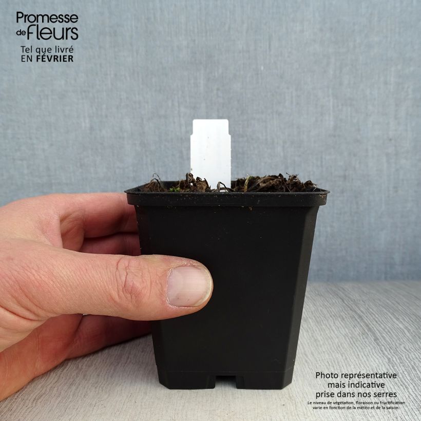 Echinacea purpurea Little Magnus Maceta de 8/9 cm Ejemplar entregado en invierno