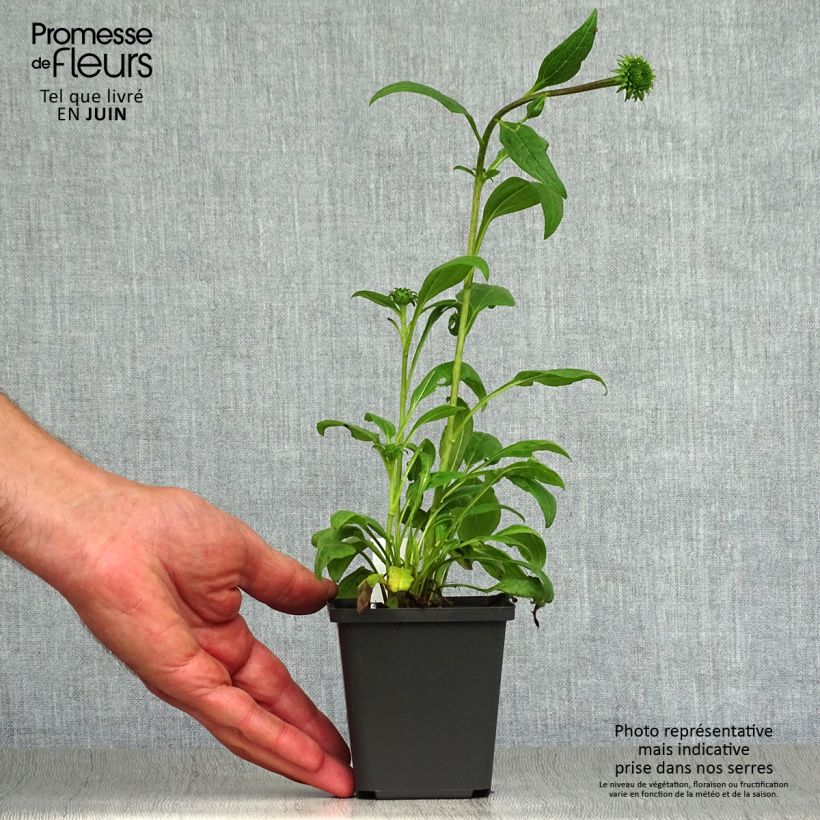 Ejemplar de Echinacea purpurea Little Magnus Maceta de 8/9 cm entregado en verano