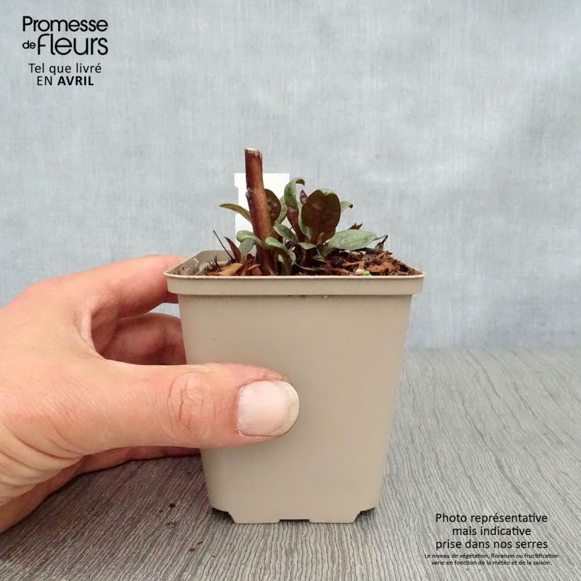 Echinacea purpurea Little Magnus Maceta de 8/9 cm Ejemplar entregado en la primavera