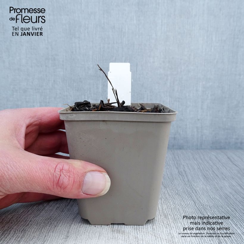 Echinacea purpurea Mac 'n' Cheese Maceta de 8/9 cm Ejemplar entregado en invierno