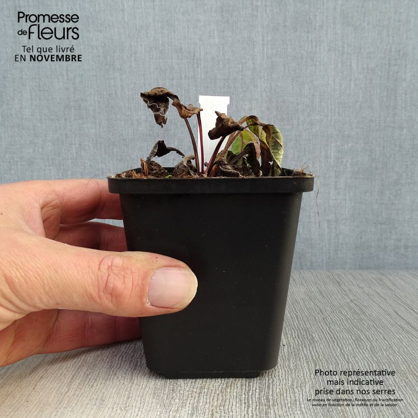 Ejemplar de Echinacea purpurea Magnus Maceta de 8/9 cm entregado en otoño