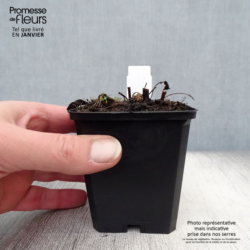 Echinacea purpurea Pica Bella Maceta de 8/9 cm Ejemplar entregado en invierno