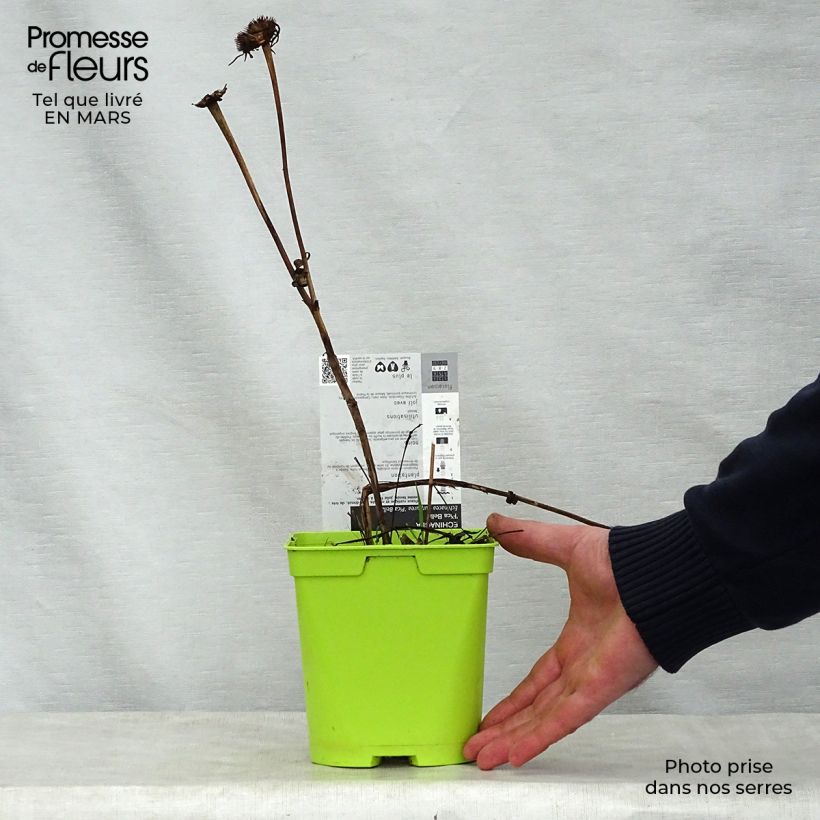Echinacea purpurea Pica Bella Maceta 2L/3L Ejemplar entregado en la primavera