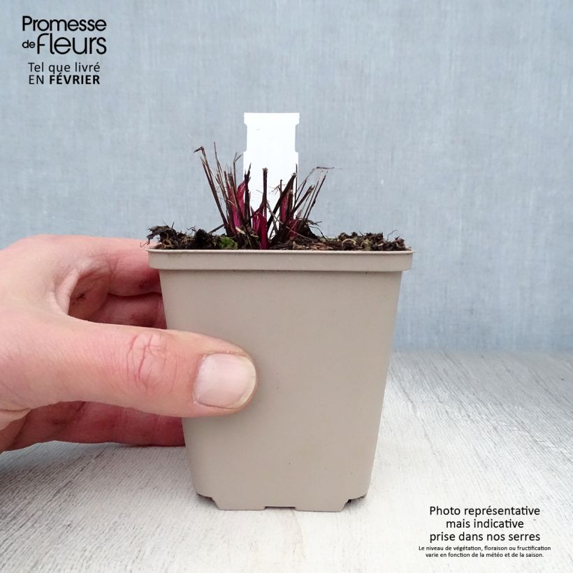 Echinacea purpurea Pink Double Delight Maceta de 8/9 cm Ejemplar entregado en invierno