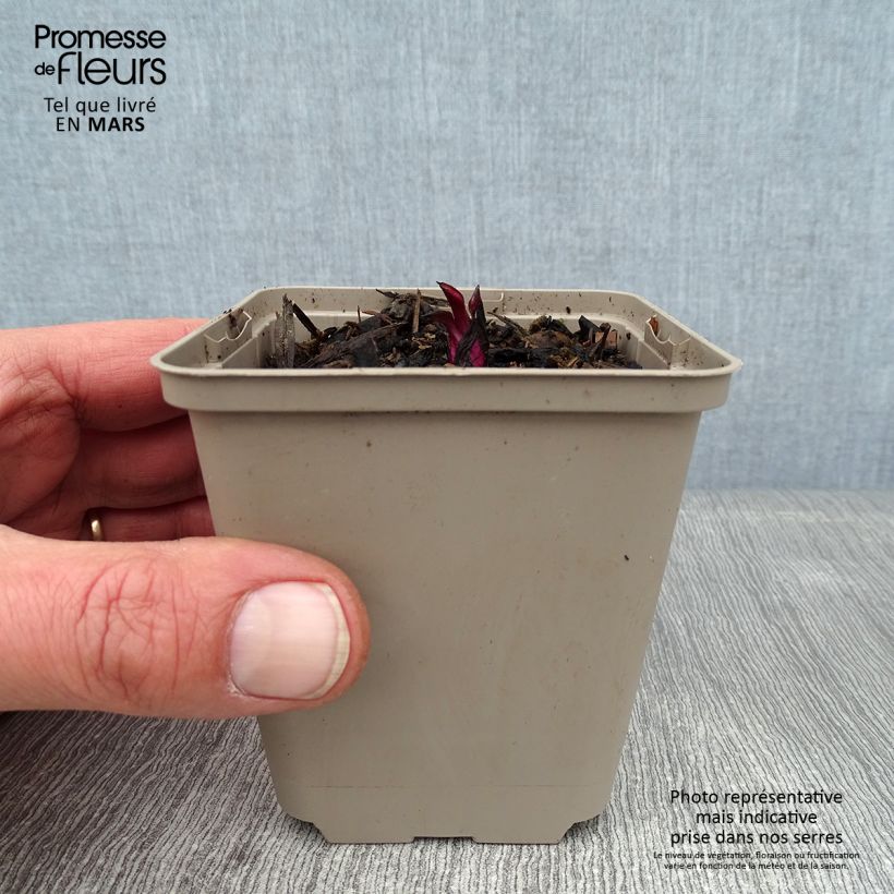 Echinacea purpurea Razzmatazz Maceta de 8/9 cm Ejemplar entregado en invierno