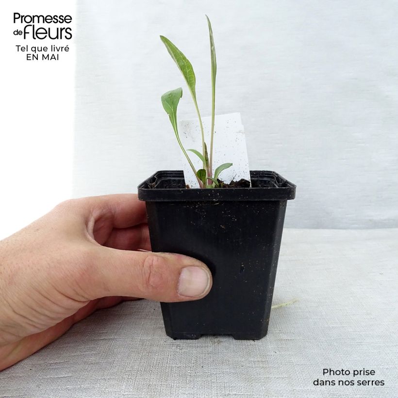 Echinacea purpurea purpúrea Maceta de 7/8 cm Ejemplar entregado en la primavera