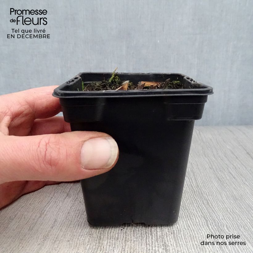 Echinacea purpurea purpúrea Maceta de 7/8 cm Ejemplar entregado en invierno