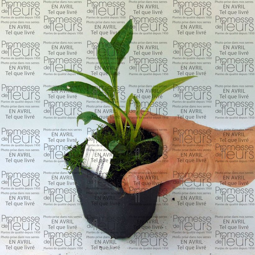 Ejemplo de ejemplar de Echinacea purpurea Summer Breeze Maceta de 8/9 cm tal y como se entrega