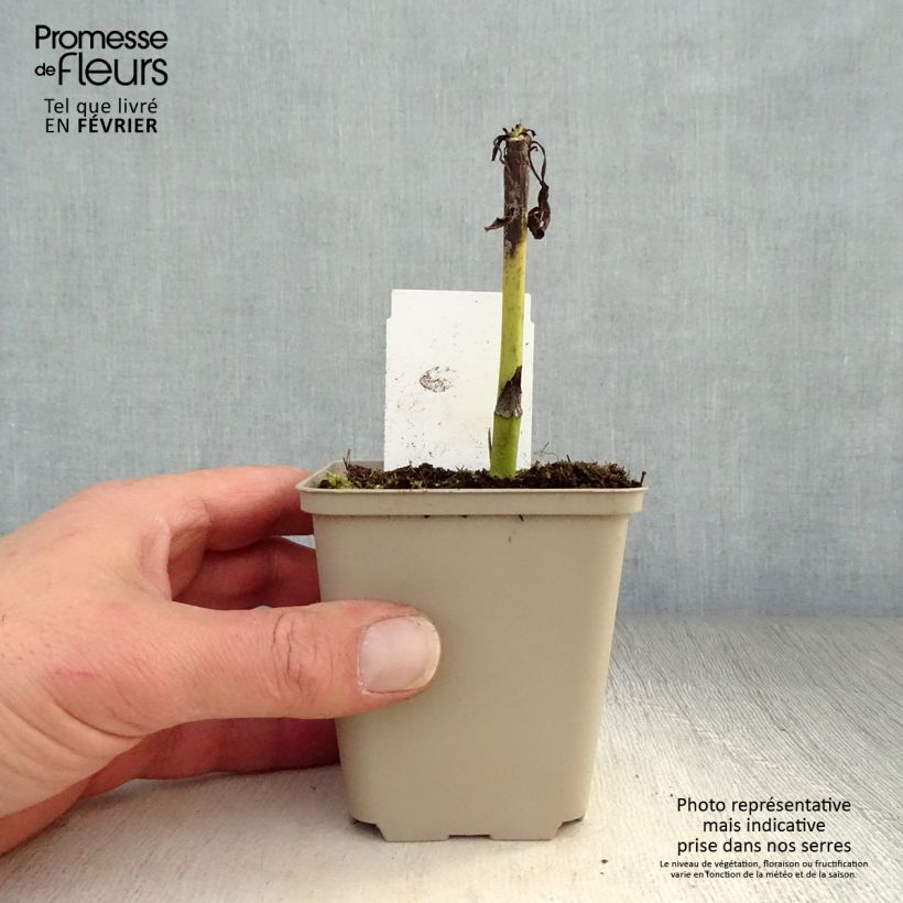 Echinacea purpurea Summer Cocktail Maceta de 8/9 cm Ejemplar entregado en invierno