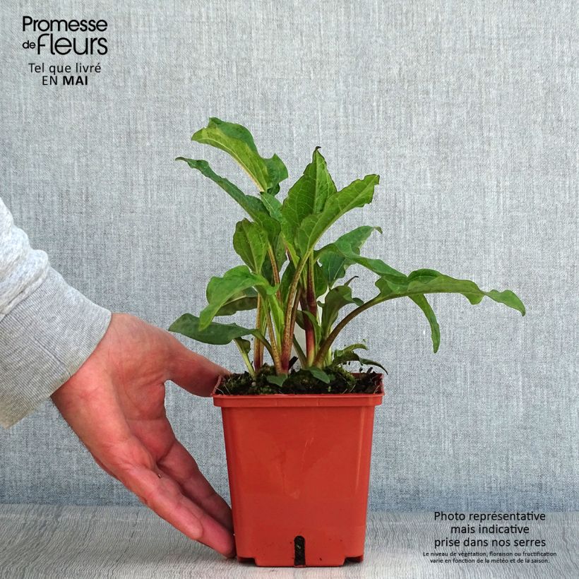 Echinacea purpurea Summer Cocktail Maceta 1L/1,5L Ejemplar entregado en la primavera