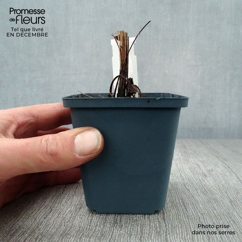 Echinacea purpurea Sundown Maceta de 8/9 cm Ejemplar entregado en invierno