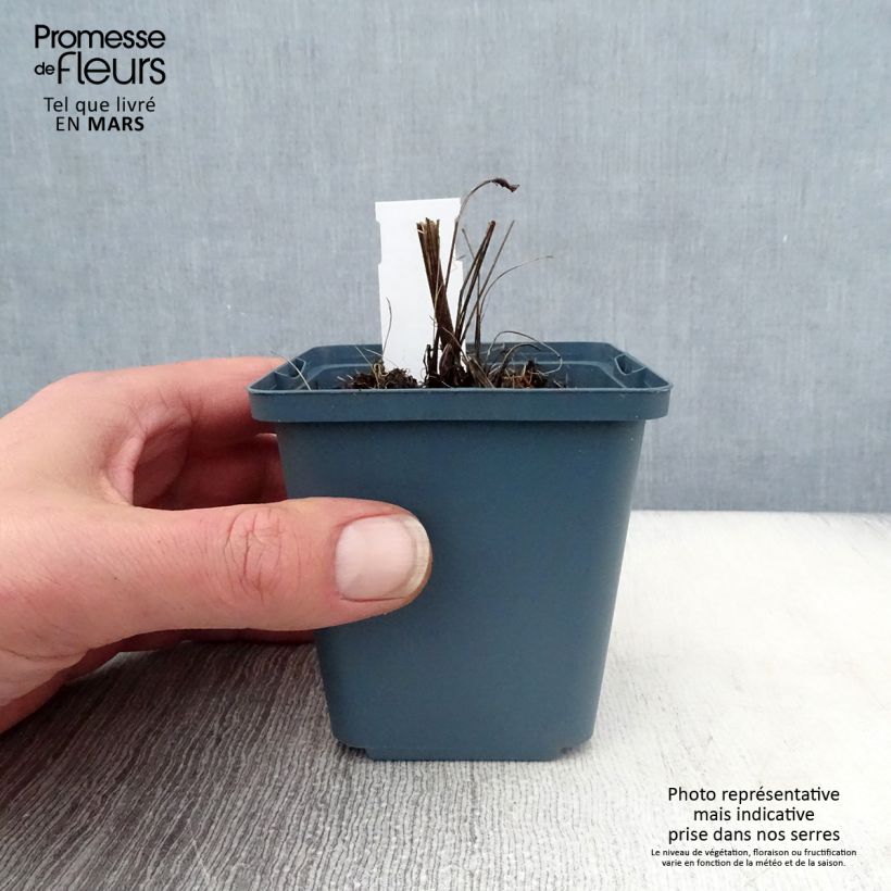 Echinacea purpurea Sundown Maceta de 8/9 cm Ejemplar entregado en la primavera