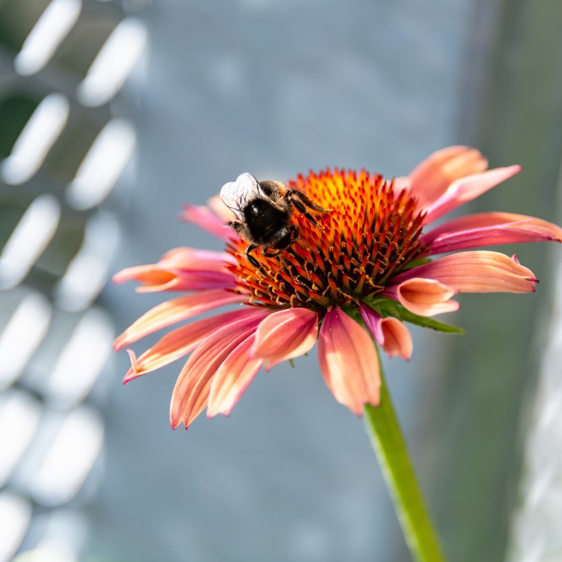 Echinacea purpurea Sundown (Floración)