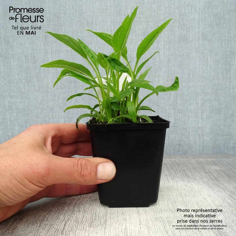 Echinacea purpurea Sunrise Maceta de 8/9 cm Ejemplar entregado en la primavera