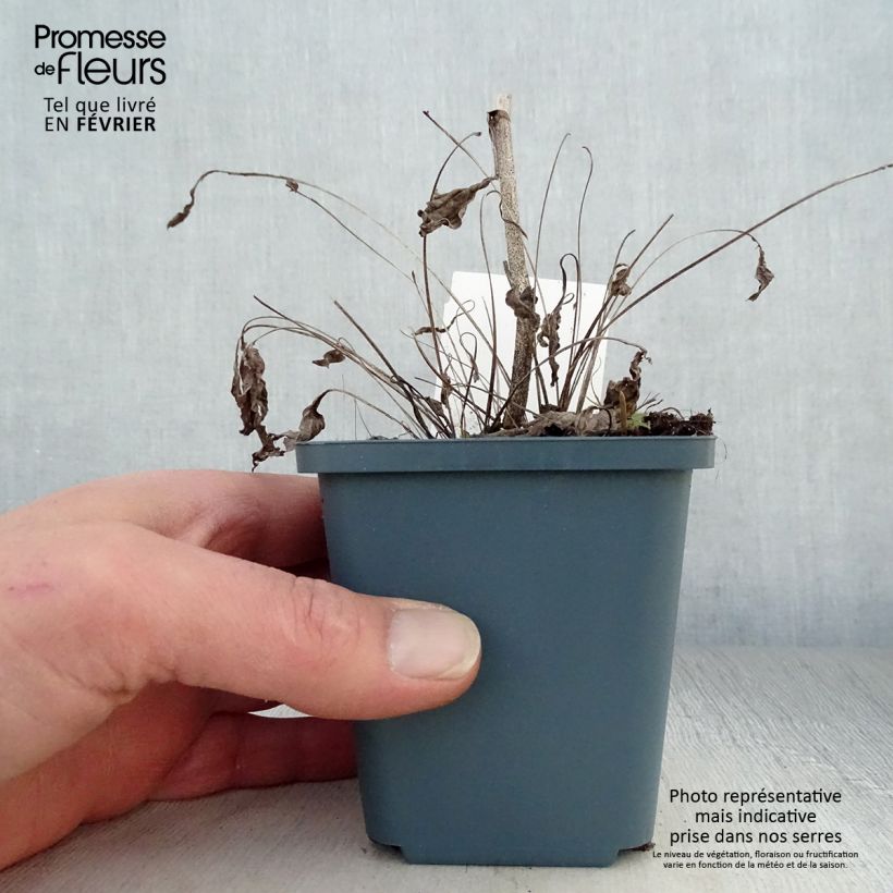 Echinacea purpurea Sunrise Maceta de 8/9 cm Ejemplar entregado en invierno