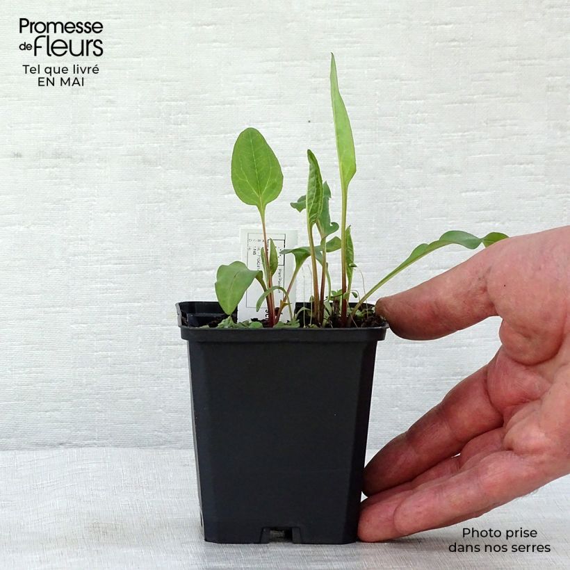 Echinacea purpurea Vintage Wine Maceta de 8/9 cm Ejemplar entregado en la primavera