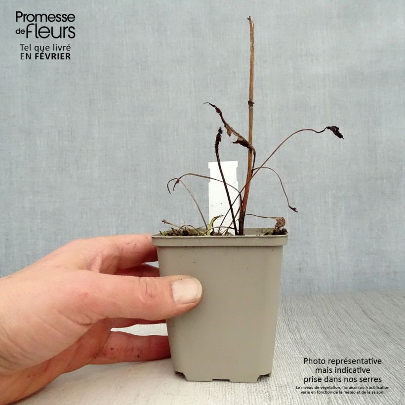 Echinacea purpurea Virgin Maceta de 8/9 cm Ejemplar entregado en invierno