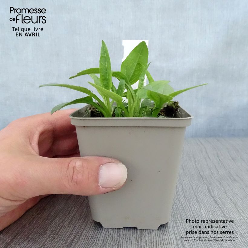 Echinacea purpurea Virgin Maceta de 8/9 cm Ejemplar entregado en la primavera