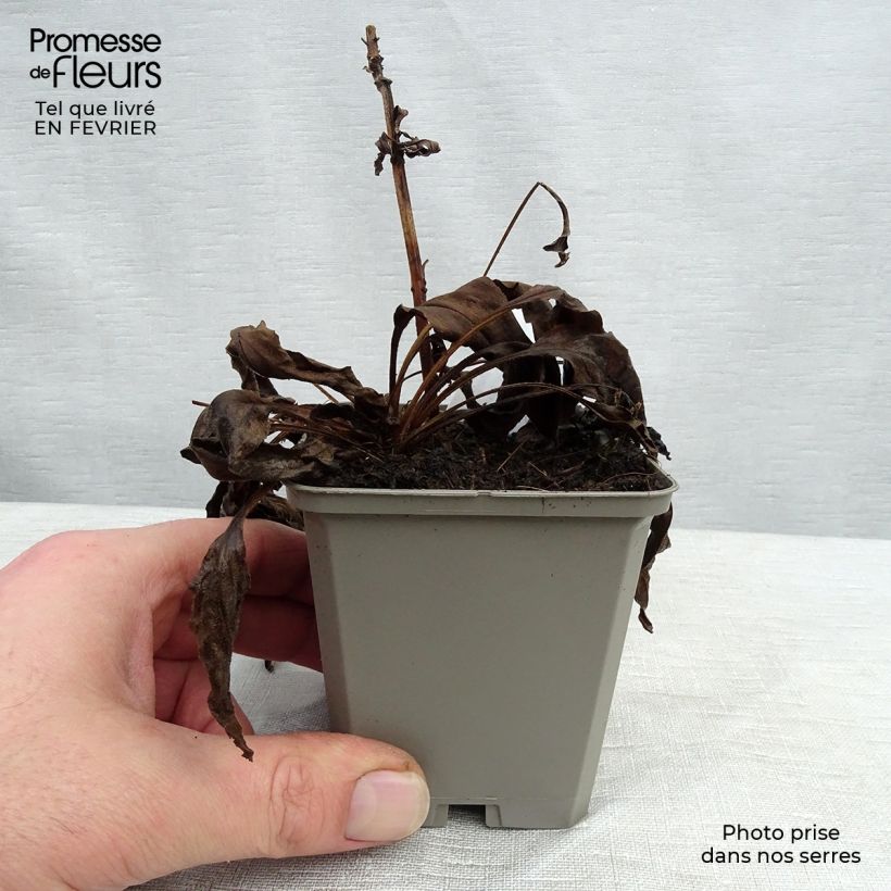 Echinacea purpurea White Meditation Maceta de 8/9 cm Ejemplar entregado en invierno